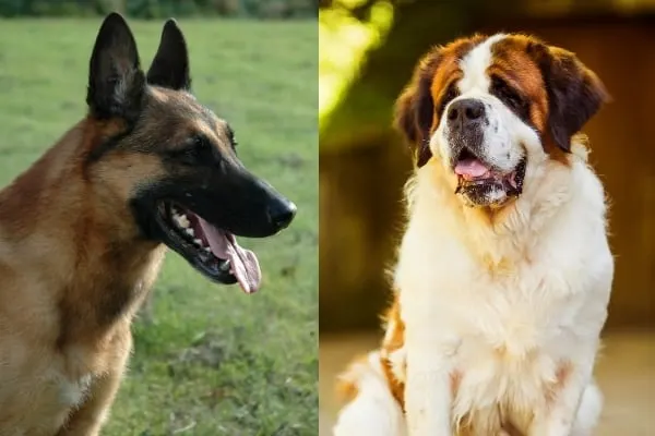 Belgian-Malinois-St-Bernard-Mix