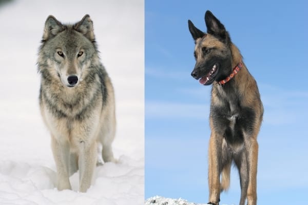 Belgian-Malinois-Wolf-Mix