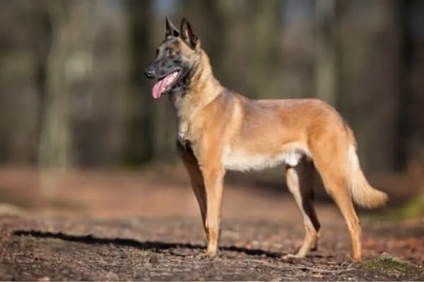 Belgian-Malinois-Standing