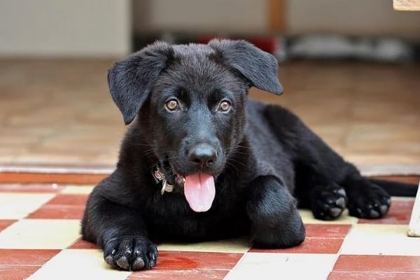 Black-German-Shepherd