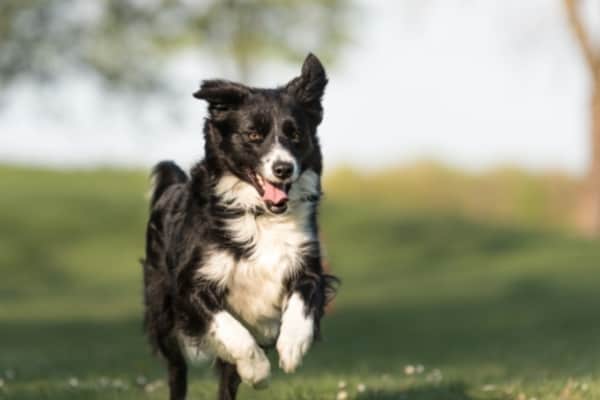 Border-Collie-running