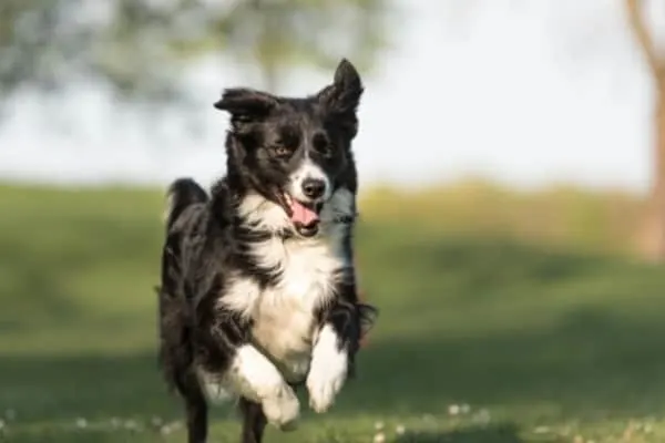 Border-Collie-running