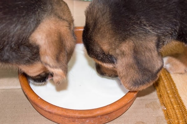 Can-German-Shepherds-Drink-Milk