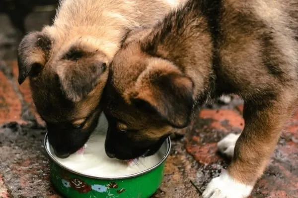 Can-German-Shepherds-Drink-Milk