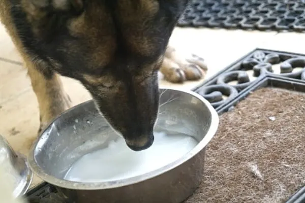 Can-German-Shepherds-Drink-Milk