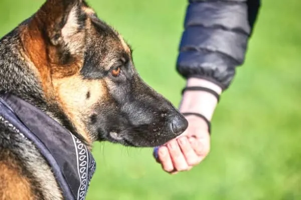 Can-German-Shepherds-Eat-Bananas