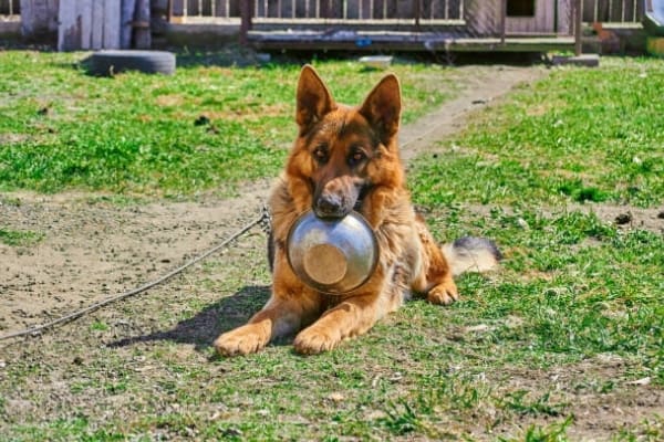 Can-German-Shepherds-Eat-Bananas