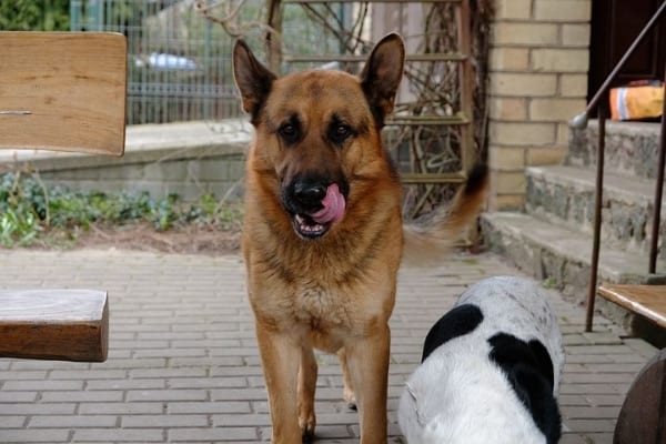 German-Shepherds-Eating-Too-Much