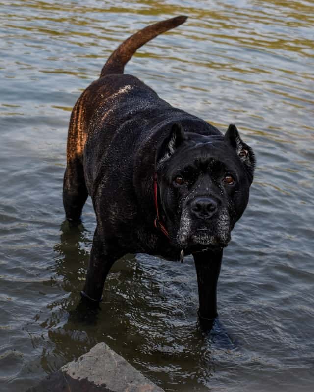 are cane corso good for hiking