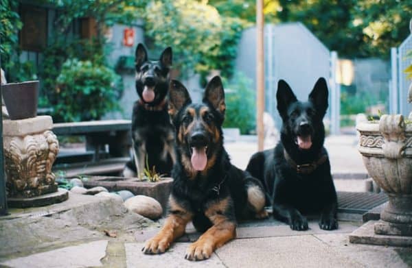 Czech-German-Shepherd