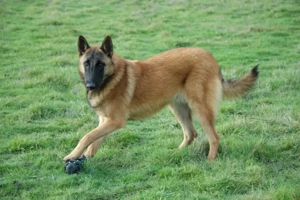 Do-Belgian-Malinois-Bark-a-Lot