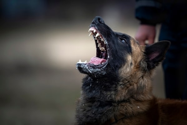 Do-Belgian-Malinois-Bark-a-Lot