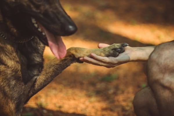 Belgian-Malinois-shaking-a-paw-with-owner 
