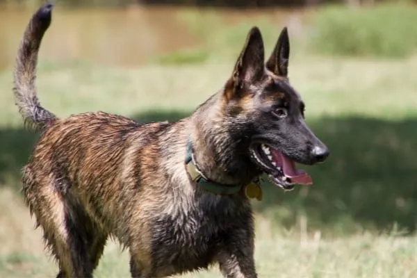 Dutch-Shepherds-Barking