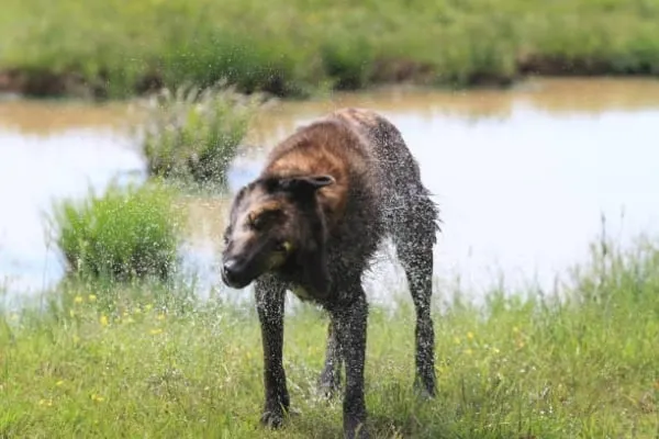 Do-Dutch-Shepherds-Have-Webbed-Feet