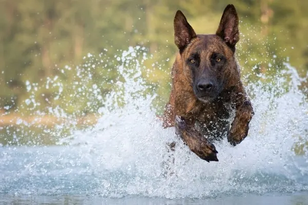 Do Dutch Shepherds Like Water