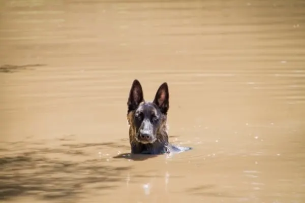 Do Dutch Shepherds Like Water