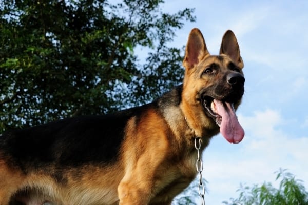 Do-German-Shepherds-Drool-a-Lot