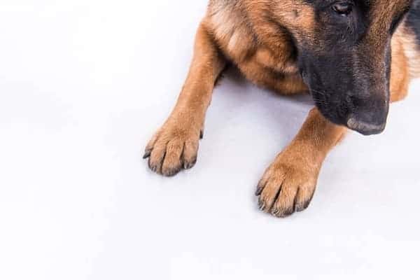 Do-German-Shepherds-have-Webbed-Feet