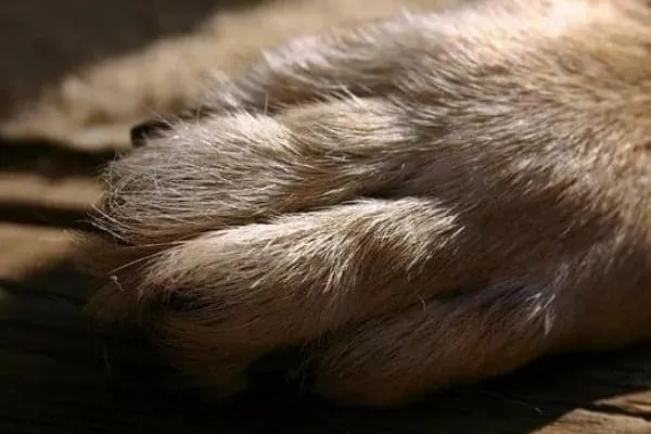 Do-German-Shepherds-have-Webbed-Feet