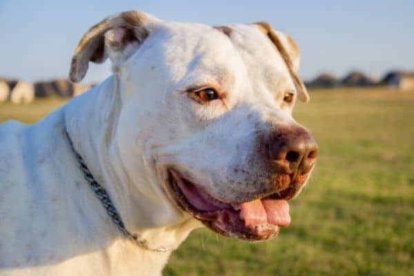 Dogo-Argentino-Side-View