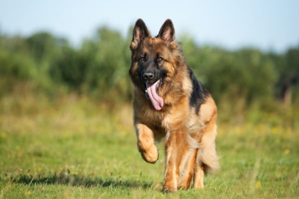 German-Shepherd-Running