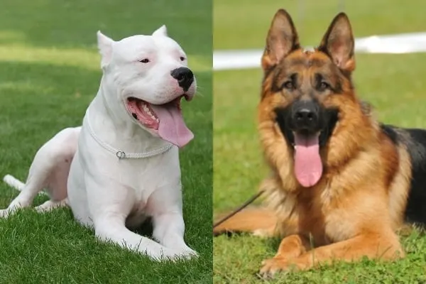 Dogo-Argentino-vs-German-Shepherd