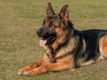 Dogo-Argentino-vs-German-Shepherd