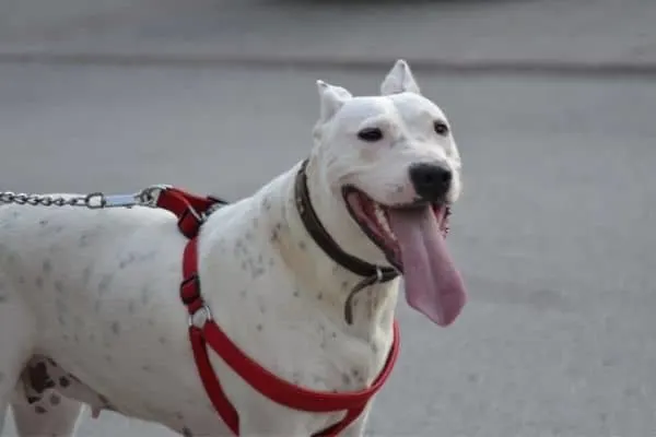 Dogo-Argentino-Traits