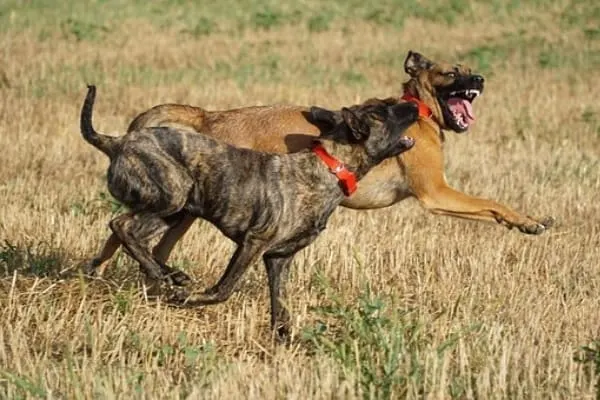 Dutch-Shepherd-playing-with-gsd