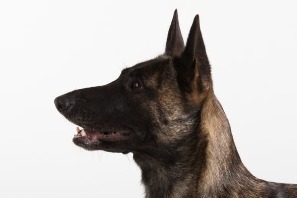 Dutch-Shepherd