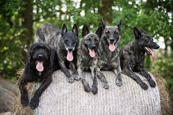 Dutch-Shepherd-pack