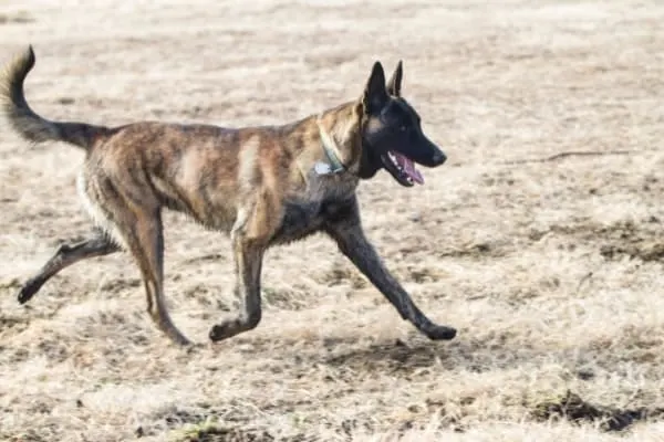 Dutch-Shepherd-running