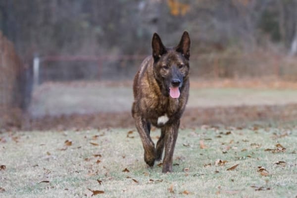 Dutch-Shepherd