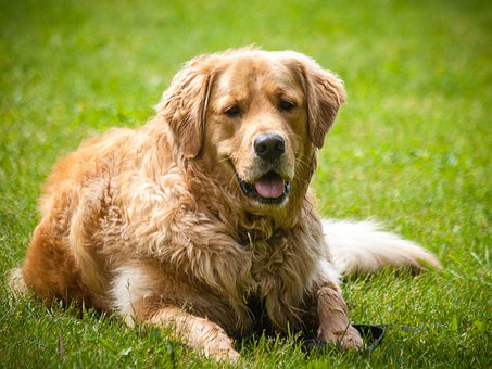 golden retriever dog in the grass