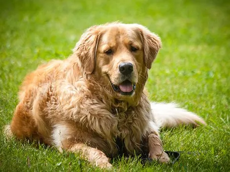 golden retriever dog in the grass