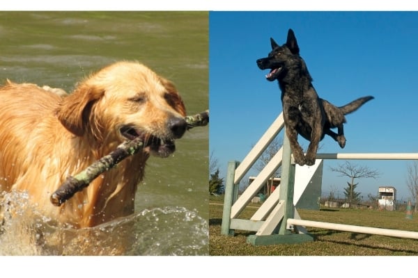 Dutch-shepherd-Golden-Retriever-Training