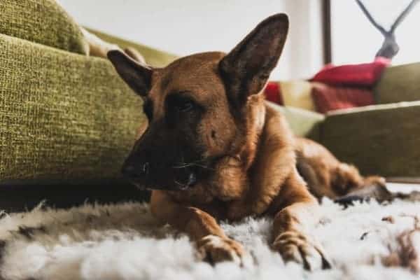 German-Shepherd-Afraid-of-Thunder