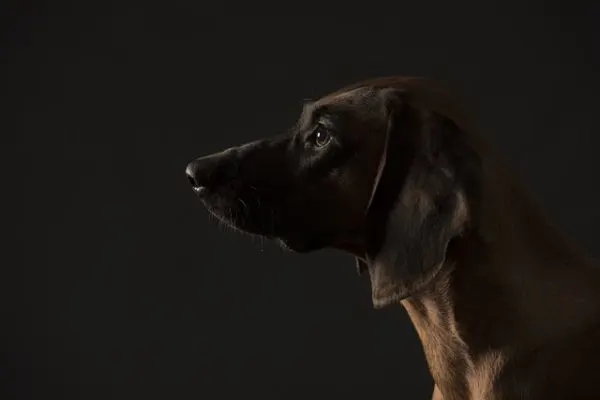 German-Shepherd-Bloodhound-Mix