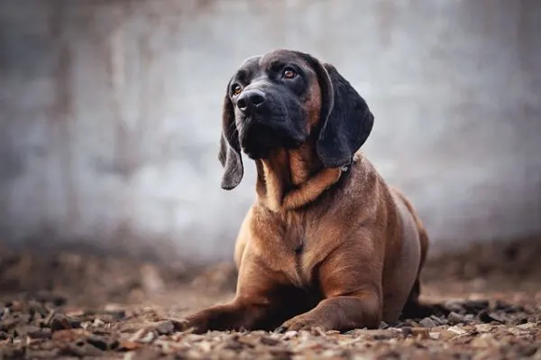 German-Shepherd-Bloodhound-Mix