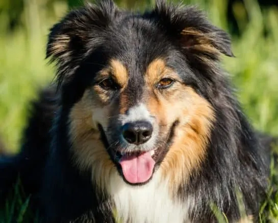 Border Collie German Shepherd Mix: Meet the