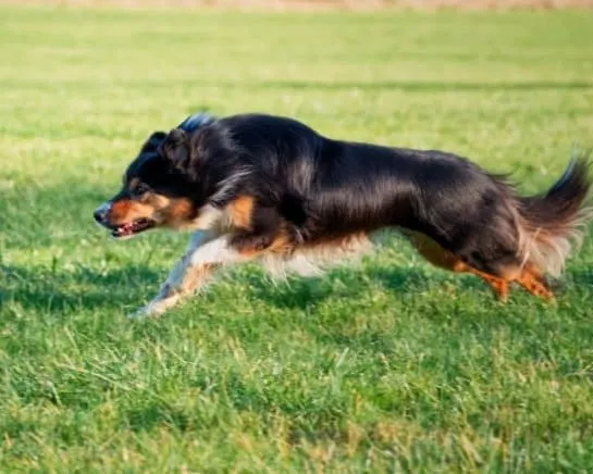 German-Shepherd-Border-Collie-Mix