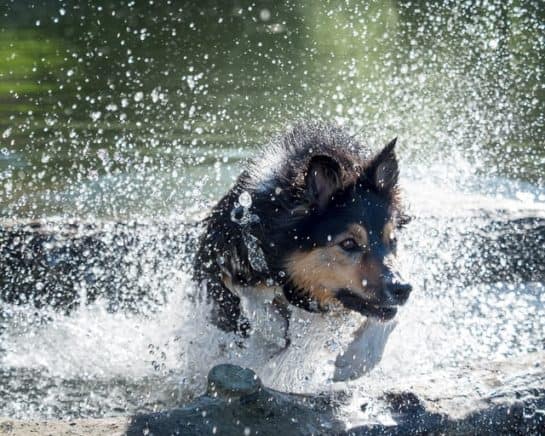 German-Shepherd-Border-Collie-Mix