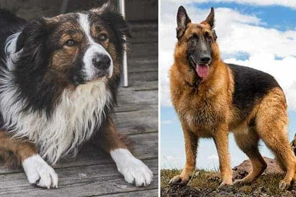 German-Shepherd-Border-Collie-Mix