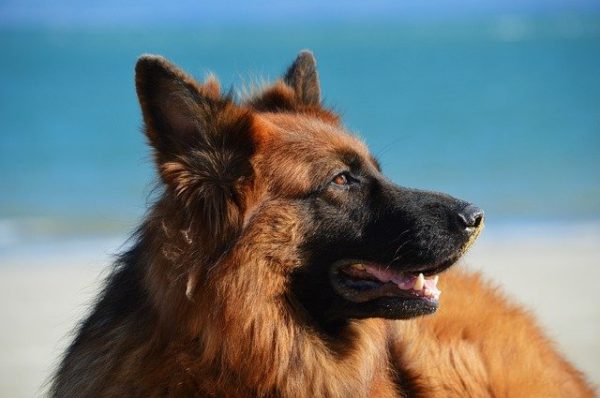 German-Shepherd-Dalmatian-Mix