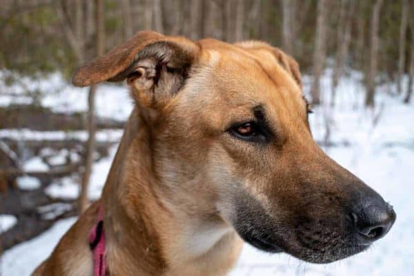 Shepherd Greyhound Mix: The Strong & Speedy