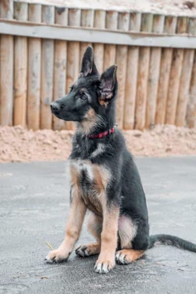 German-Shepherd-dog-sitting