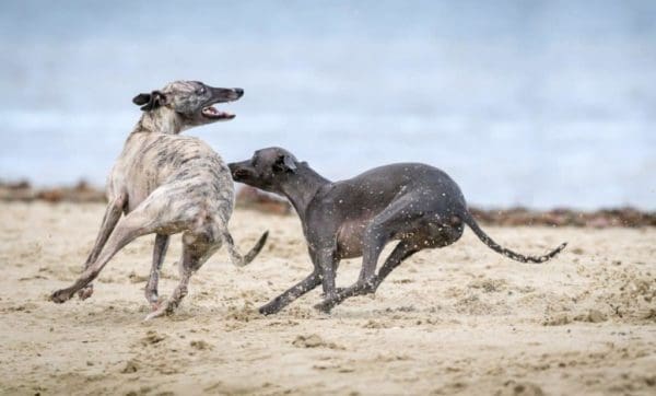 Greyhound-dogs-playing-in-the-sand
