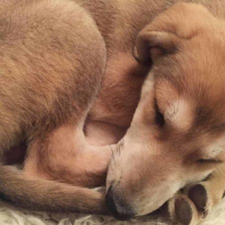 German-Shepherd-Greyhound-Mix-curled-up-in-a-ball