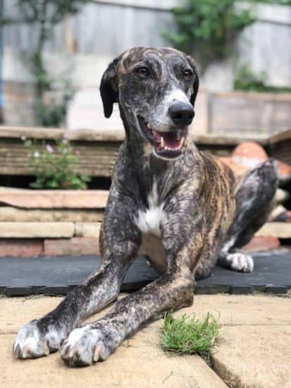 Greyhound-dog-laying-on-the-ground